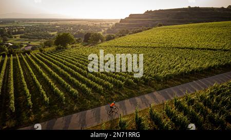 Rennradfahrer in den Weinbergen der Tuniberg bei Freiburg. Stockfoto