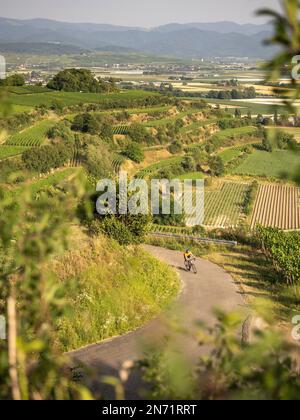 Rennradfahrer in den Weinbergen der Tuniberg bei Freiburg. Stockfoto