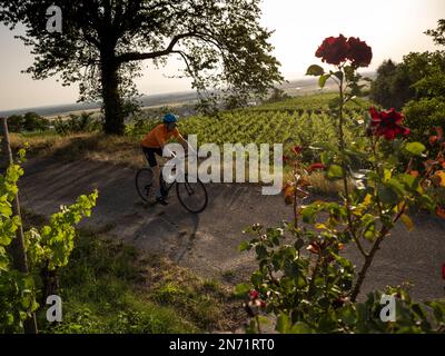 Rennradfahrer in den Weinbergen der Tuniberg bei Freiburg. Stockfoto