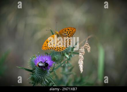 Schmetterling, silbergewaschene Fritillar, Argynnis Paphia, Stockfoto