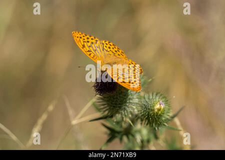 Schmetterling, silbergewaschene Fritillar, Argynnis Paphia, Stockfoto