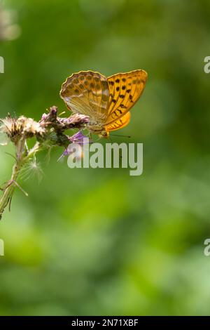 Schmetterling, silbergewaschene Fritillar, Argynnis Paphia, Stockfoto