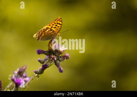 Schmetterling, silbergewaschene Fritillar, Argynnis Paphia, Stockfoto