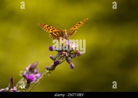 Schmetterling, silbergewaschene Fritillar, Argynnis Paphia, Stockfoto