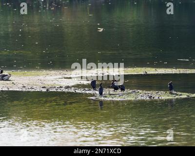 Pygmy Cormorant, Microcarbo pygmeus, Phalacrocorax pygmeus Stockfoto