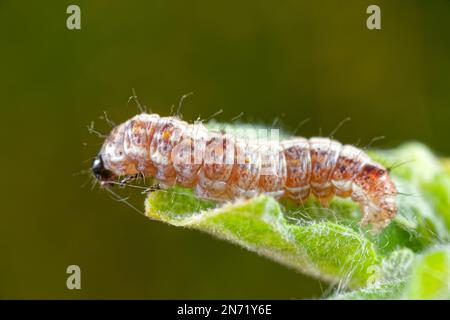 Larven mit cremeumrandeter grüner Erbsenmotte (Earias clorana) Stockfoto