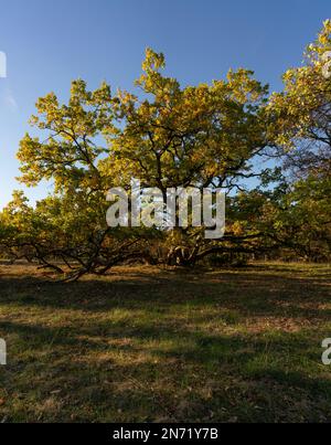 Sonnenuntergang über dem Steppenheidewald am Hohcher Berg bei Gössenheim und Karsbach im Naturschutzgebiet Ruine Homburg, Niederfrankreich, Franken, Bayern Stockfoto