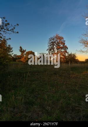 Sonnenuntergang über dem Steppenheidewald am Hohcher Berg bei Gössenheim und Karsbach im Naturschutzgebiet Ruine Homburg, Niederfrankreich, Franken, Bayern Stockfoto