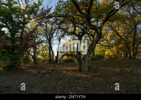 Sonnenuntergang über dem Steppenheidewald am Hohcher Berg bei Gössenheim und Karsbach im Naturschutzgebiet Ruine Homburg, Niederfrankreich, Franken, Bayern Stockfoto