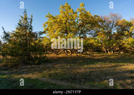 Sonnenuntergang über dem Steppenheidewald am Hohcher Berg bei Gössenheim und Karsbach im Naturschutzgebiet Ruine Homburg, Niederfrankreich, Franken, Bayern Stockfoto