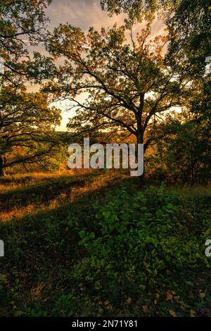 Sonnenuntergang über dem Steppenheidewald am Hohcher Berg bei Gössenheim und Karsbach im Naturschutzgebiet Ruine Homburg, Niederfrankreich, Franken, Bayern Stockfoto