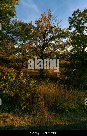 Sonnenuntergang über dem Steppenheidewald am Hohcher Berg bei Gössenheim und Karsbach im Naturschutzgebiet Ruine Homburg, Niederfrankreich, Franken, Bayern Stockfoto