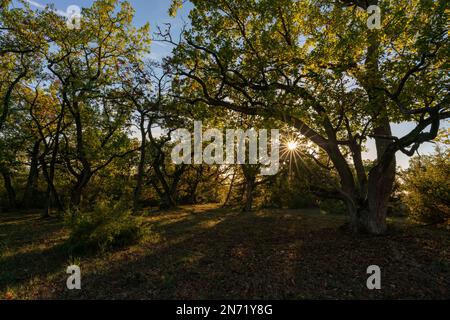 Sonnenuntergang über dem Steppenheidewald am Hohcher Berg bei Gössenheim und Karsbach im Naturschutzgebiet Ruine Homburg, Niederfrankreich, Franken, Bayern Stockfoto