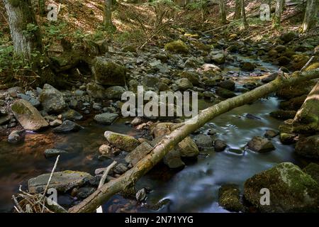 Elsbach im Naturschutzgebiet Gangolfsberg in der Kernzone des Biosphärenreservats Rhön, Bayerischer Rhön, Bezirk Rhön-Grabfeld, Niederfrankien, Bayern, Deutschland Stockfoto