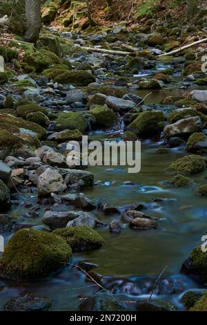 Elsbach im Naturschutzgebiet Gangolfsberg in der Kernzone des Biosphärenreservats Rhön, Bayerischer Rhön, Bezirk Rhön-Grabfeld, Niederfrankien, Bayern, Deutschland. Stockfoto