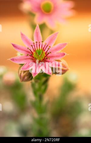 Blüte des gewöhnlichen Stubenbohns, Sempervivum tectorum, Stockfoto