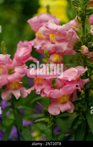 Snapdragon, Antirrhinum majus Stockfoto