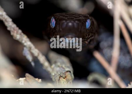 Männlich, Vipera berus Stockfoto