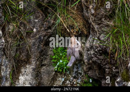 Pendelarm, eurasischer Pendelarm, Cinclus cinclus, Stockfoto