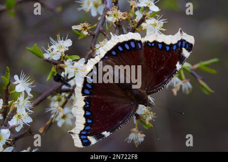 Camberwell Schönheitsvutterfly, Nymphalis Antiopa, Schwarzdorn, Blume, Prunus spinosa, Die Flügel öffnen sich Stockfoto