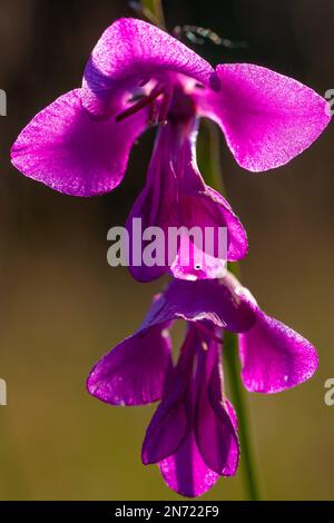 Sumpfkraut, Sumpfkraut, Gladiolus palustris, Stockfoto