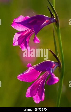 Sumpfkraut, Sumpfkraut, Gladiolus palustris, Stockfoto