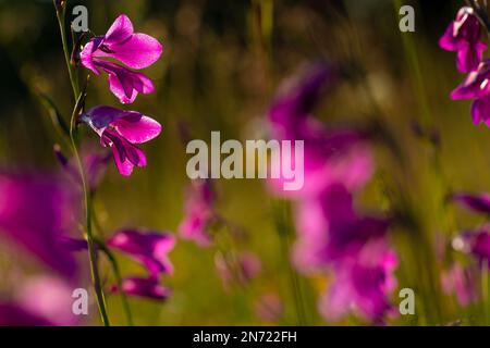 Sumpfkraut, Sumpfkraut, Gladiolus palustris, Stockfoto