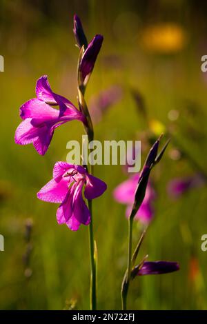 Sumpfkraut, Sumpfkraut, Gladiolus palustris, Stockfoto