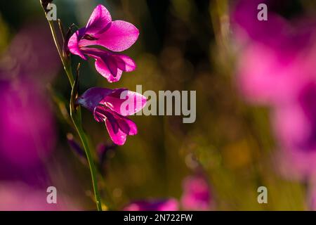 Sumpfkraut, Sumpfkraut, Gladiolus palustris, Stockfoto