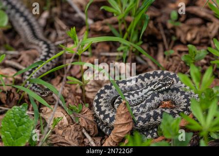 Adder, männlich, weiblich, Paarung, Vipera berus, Rivalen Stockfoto