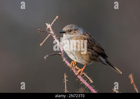 Dunnock (Prunella modularis / Motacilla modularis) hoch oben im Dornbusch Stockfoto