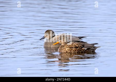 Gadwall (Mareca strepera/Anas strepera) männliche/drachenenten und weibliche Drachenenten, die im Winter im Teich schwimmen Stockfoto