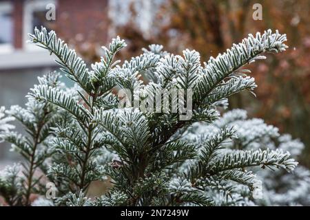 Natur, Jahreszeiten, Herbst, Herbstfarben, Winter, Kälte, Pflanzenwelt, Flora, mit Heifrost bedeckte Pflanze, Europäische Eibe, Taxus baccata Stockfoto