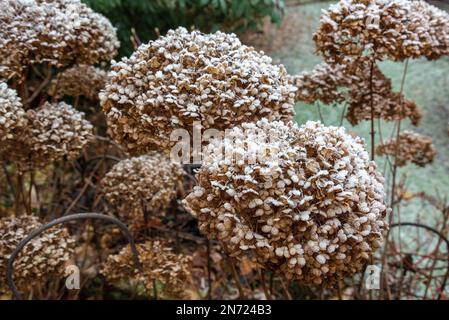 Natur, Jahreszeiten, Herbst, Herbstfarbe, Winter, Kälte, Pflanzenwelt, Flora, Blüten bedeckt mit Heiserfrost, gewöhnlicher Hortensien, Hydrangea arborescens Stockfoto