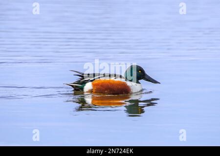 Nordschaufel (Spatula clypeata/Anas clypeata) männlicher Erwachsener/drake schwimmt im Teich im Winter Stockfoto
