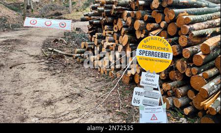 Zeitweilig gesperrter Bereich aufgrund der Gefahr durch Baumfällarbeiten Stockfoto