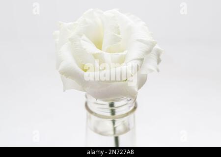 Goiania, Goiás, Brasilien – 27. November 2022: Eine weiße Blume in einer transparenten Glasflasche mit einer weißen Wand im Hintergrund. Stockfoto