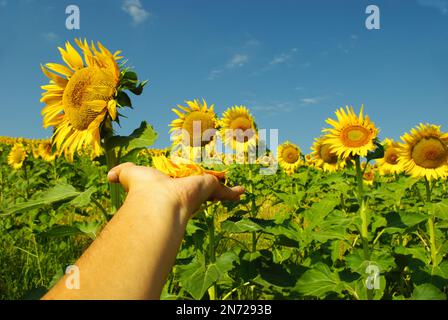 Sonnenblumenblumen in der Hand und einige davon im Hintergrund Stockfoto
