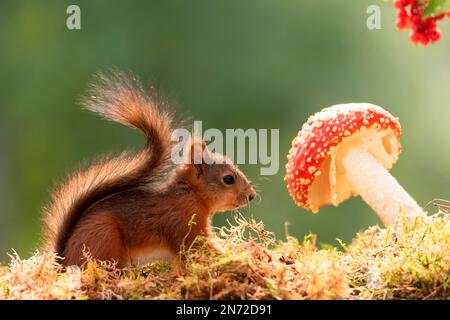 Rotes Eichhörnchen mit einem Pilz auf Moos Stockfoto