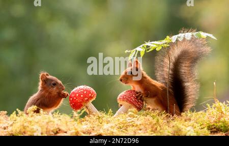 Rote Eichhörnchen mit Pilzen Stockfoto