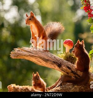 Rote Eichhörnchen mit Pilzen und roten Johannisbeeren Stockfoto