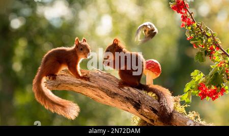 Rotes Eichhörnchen und Vogel mit Pilzen und Johannisbeeren auf einem Ast Stockfoto