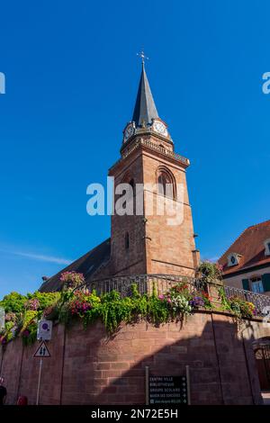 Bergheim, Himmelfahrtskirche Elsass, Haut-Rhin Oberelsass, Frankreich Stockfoto