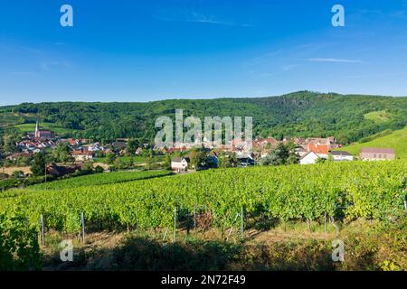 Andlau, Dorf Andlau, Weinberge, Vogesen im Elsass, Bas-Rhin (Unterelsass), Frankreich Stockfoto