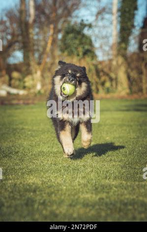 Das Hündchen rennt draußen und spielt mit einem Ball. Running und Viel Spaß. Ich liebe es zu spielen und zu Rennen. ich laufe mit einem Stock. Ich kaue an einem Stock. Stockfoto