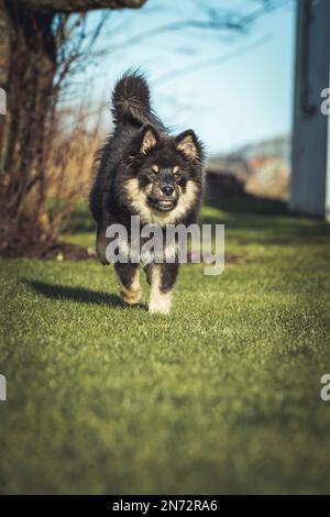 Das Hündchen rennt draußen und spielt mit einem Ball. Running und Viel Spaß. Ich liebe es zu spielen und zu Rennen. ich laufe mit einem Stock. Ich kaue an einem Stock. Stockfoto