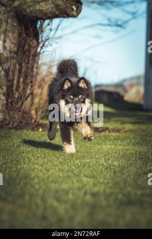 Das Hündchen rennt draußen und spielt mit einem Ball. Running und Viel Spaß. Ich liebe es zu spielen und zu Rennen. ich laufe mit einem Stock. Ich kaue an einem Stock. Stockfoto