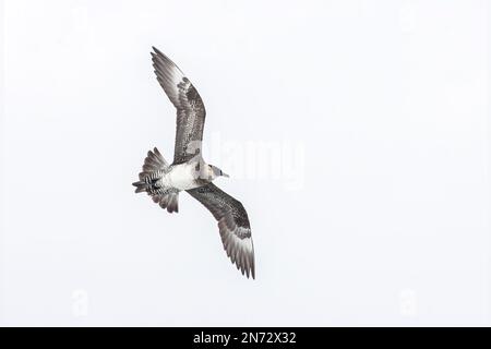 Pomarine skua oder Pomarine jaeger, Stercorarius pomarinus, Single Bird in Flight over ICE, Svalbard, Spitsbergen, Norwegen Stockfoto