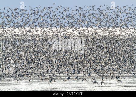 Rotknoten, Calidris canutus, große Herde im Flug über Wasser, Snettisham, Norfolk, England, Vereinigtes Königreich Stockfoto