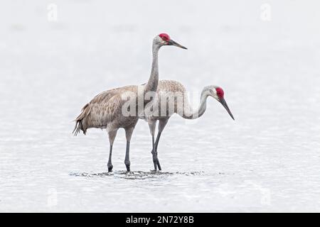 sandhill Crane, Antigone canadensis, Paar Vögel im flachen Wasser, Florida, USA Stockfoto